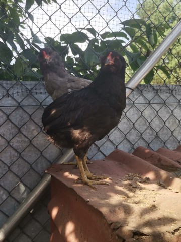 Araucany, Araukany kogut