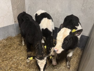 Sprzedam Jał&oacute;wki