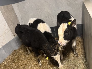 Sprzedam Jał&oacute;wki