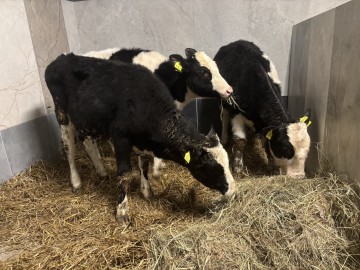 Sprzedam Jał&oacute;wki