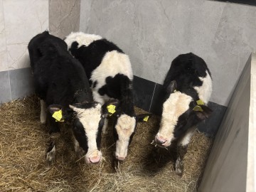 Sprzedam Jał&oacute;wki