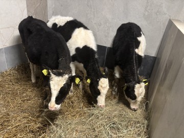 Sprzedam Jał&oacute;wki