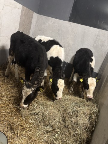 Sprzedam Jał&oacute;wki