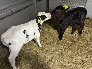 Sprzedam jał&oacute;weczki