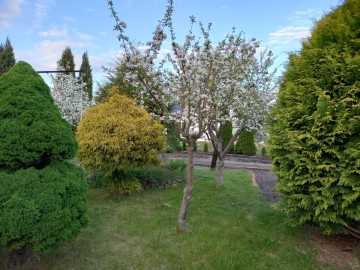 Sprzedam działkę ROD Konin