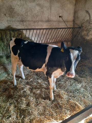 Sprzedam jał&oacute;wke