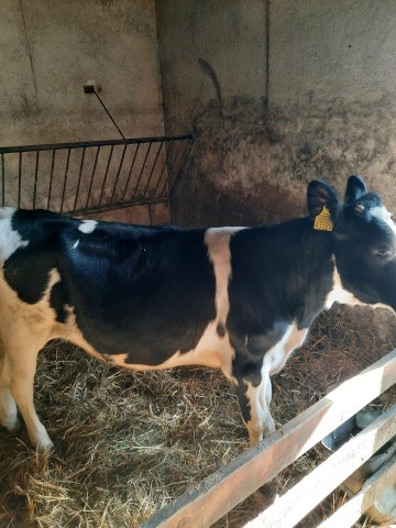 Sprzedam jał&oacute;wke