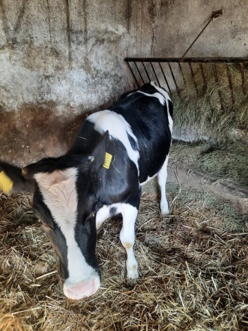 Sprzedam jał&oacute;wke