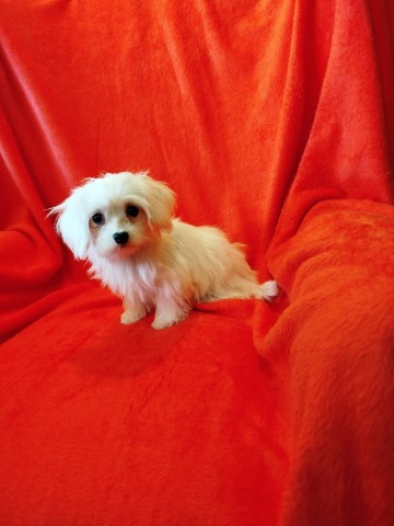 Maltańczyk piesek miniaturka 1500 zł.