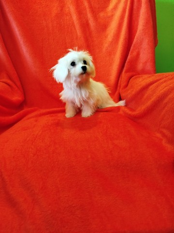 Maltańczyk piesek miniaturka 1500 zł.