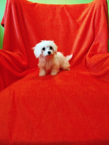 Maltańczyk piesek miniaturka 1500 zł.