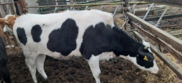 Sprzedam jał&oacute;weczke