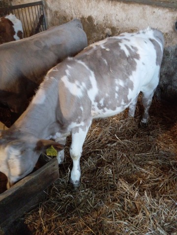 Jał&oacute;wki mięsne