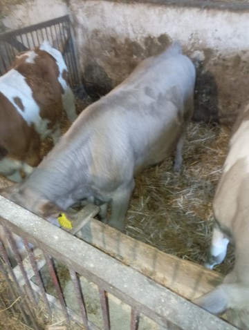 Jał&oacute;wki mięsne