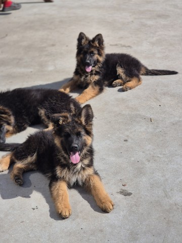 Owczarek niemiecki dlugowlosy szczeniaki