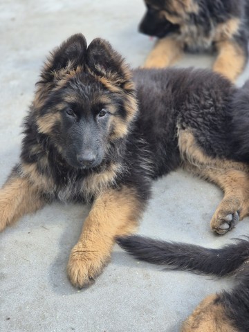 Owczarek niemiecki dlugowlosy szczeniaki