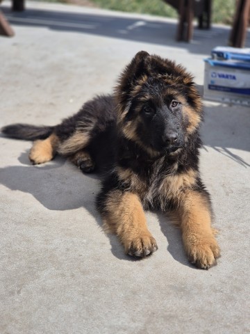 Owczarek niemiecki dlugowlosy szczeniaki