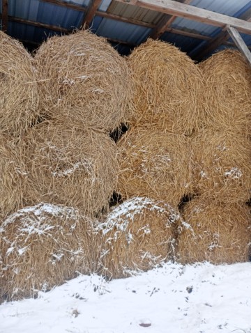 Sprzedam słomę spod dachu