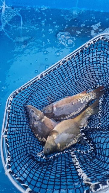 Wiosenna sprzedaż karpia