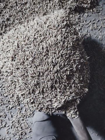 Sprzedam nasiona Owsa