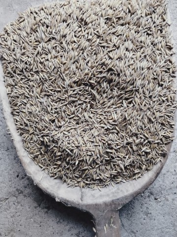 Sprzedam nasiona Owsa