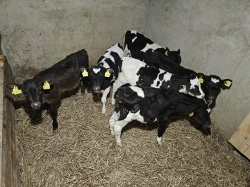 Sprzedam jałóweczki