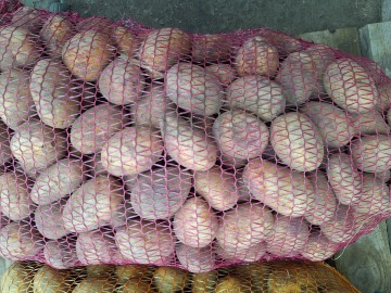 Sprzedam ziemniaki kaliber sadzeniaka