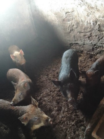 Sprzedam knurki rasy mieszanej