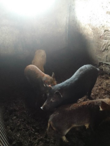 Sprzedam knurki rasy mieszanej