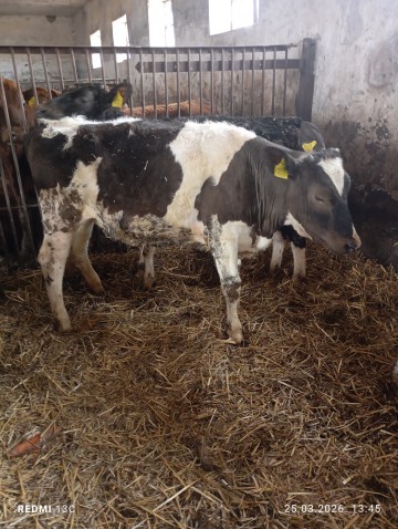 Sprzedam Jał&oacute;wki