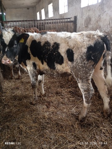 Sprzedam Jał&oacute;wki