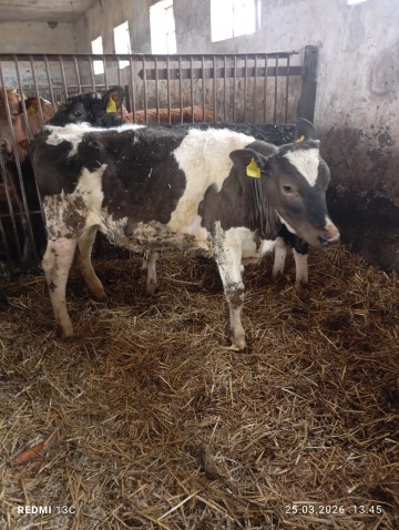 Sprzedam Jał&oacute;wki