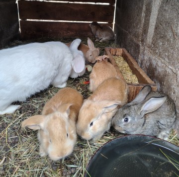 Sprzedam kr&oacute;liki