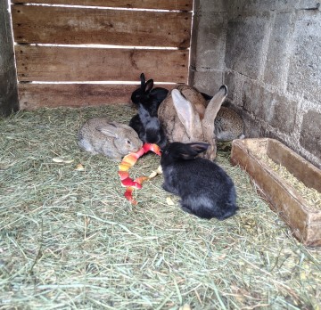 Sprzedam kr&oacute;liki