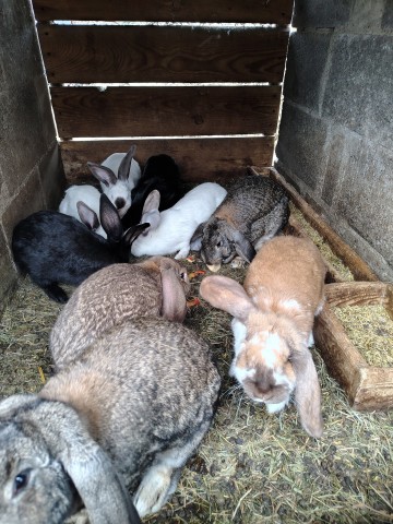 Sprzedam kr&oacute;liki