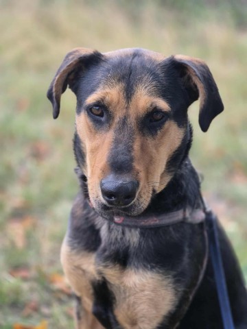 Felicja - psi anioł szuka domu na zawsze!