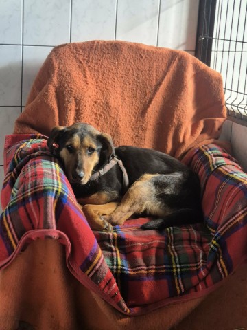 Felicja - psi anioł szuka domu na zawsze!