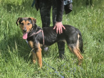 Felicja - psi anioł szuka domu na zawsze!