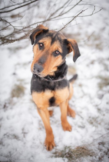 Felicja - psi anioł szuka domu na zawsze!