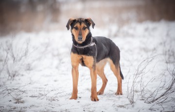 Felicja - psi anioł szuka domu na zawsze!