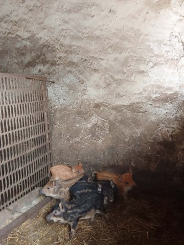 Sprzedam mangalice 8 tygodniowe