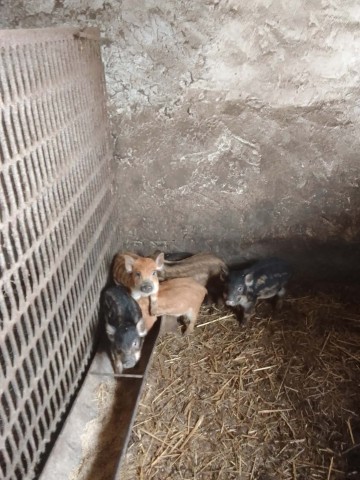 Sprzedam mangalice 8 tygodniowe