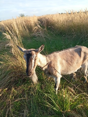 Na sprzedaż sympatyczna koza bezrożna &ndash; idealna do towarzys
