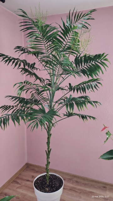 Palma wys. 230 cm kwitnąca