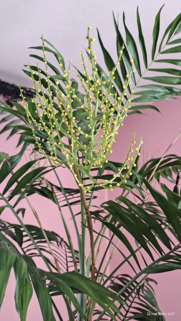 Palma wys. 230 cm kwitnąca