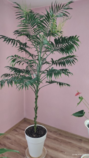 Palma wys. 230 cm kwitnąca