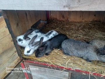 Sprzedam kr&oacute;liki