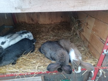 Sprzedam kr&oacute;liki