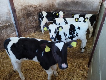 8 sztuk byczka Polskiego