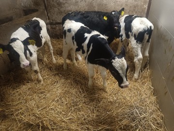 4 byczki Polskie po 1.5 miesiąca